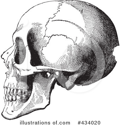 Anatomy Clipart #434020 by BestVector