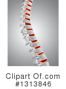 Spine Clipart #1313846 by KJ Pargeter