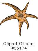 Starfish Clipart #35174 by dero