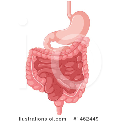 Intestine Clipart #1462449 by Graphics RF