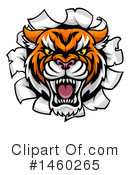 Tiger Clipart #1460265 by AtStockIllustration