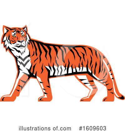 Tiger Clipart #1609603 by patrimonio