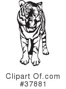 Tiger Clipart #37881 by David Rey