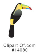 Toucan Clipart #14080 by Rasmussen Images