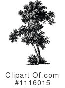 Tree Clipart #1116015 by Prawny Vintage