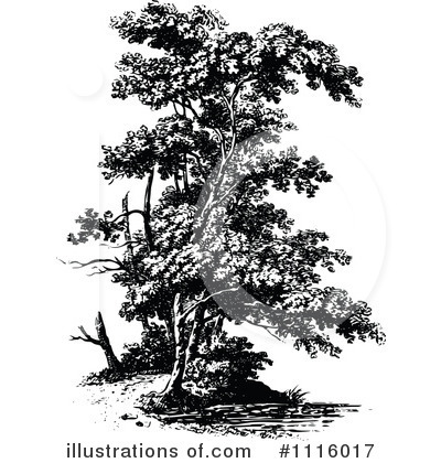 Royalty-Free (RF) Tree Clipart Illustration by Prawny Vintage - Stock Sample #1116017
