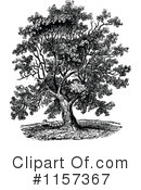 Tree Clipart #1157367 by Prawny Vintage
