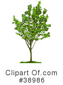 Tree Clipart #38986 by Tonis Pan
