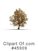 Tree Clipart #45909 by chrisroll