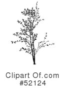 Tree Clipart #52124 by dero