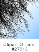 Trees Clipart #27913 by KJ Pargeter