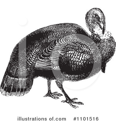 Royalty-Free (RF) Turkey Bird Clipart Illustration by BestVector - Stock Sample #1101516