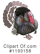 Turkey Bird Clipart #1193158 by dero