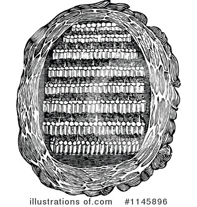 Honeycomb Clipart #1145896 by Prawny Vintage