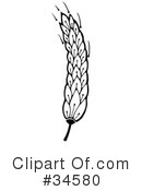 Wheat Clipart #34580 by C Charley-Franzwa