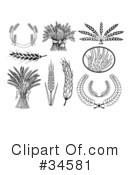 Wheat Clipart #34581 by C Charley-Franzwa
