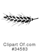 Wheat Clipart #34583 by C Charley-Franzwa