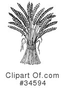 Wheat Clipart #34594 by C Charley-Franzwa