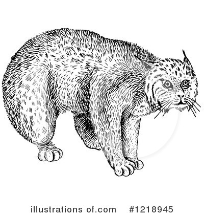 Wildcat Clipart #1218945 by Picsburg