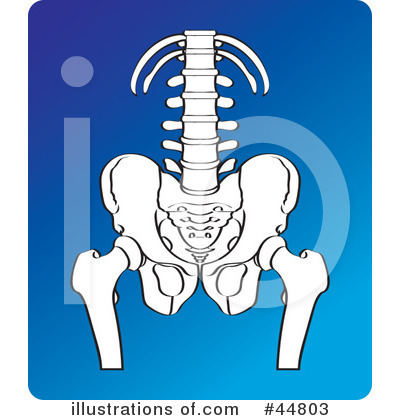 Spine Clipart #44803 by Lal Perera