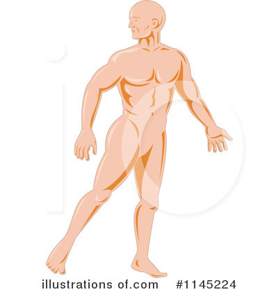 Anatomy Clipart #1145224 by patrimonio
