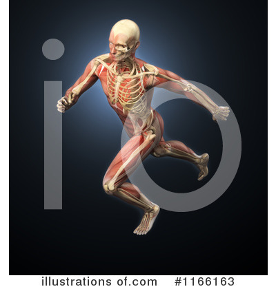 Royalty-Free (RF) Anatomy Clipart Illustration by Mopic - Stock Sample #1166163