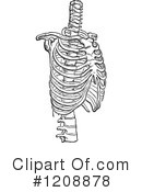 Anatomy Clipart #1208878 by Prawny Vintage