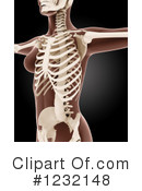 Anatomy Clipart #1232148 by KJ Pargeter