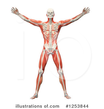 Royalty-Free (RF) Anatomy Clipart Illustration by Mopic - Stock Sample #1253844