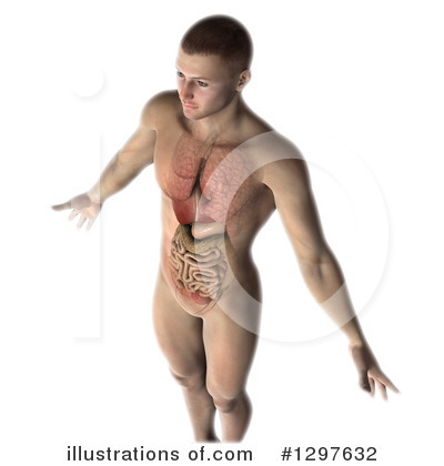 Royalty-Free (RF) Anatomy Clipart Illustration by KJ Pargeter - Stock Sample #1297632