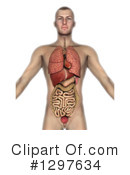 Anatomy Clipart #1297634 by KJ Pargeter