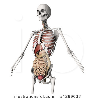 Royalty-Free (RF) Anatomy Clipart Illustration by KJ Pargeter - Stock Sample #1299638