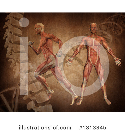 Anatomy Clipart #1313845 by KJ Pargeter