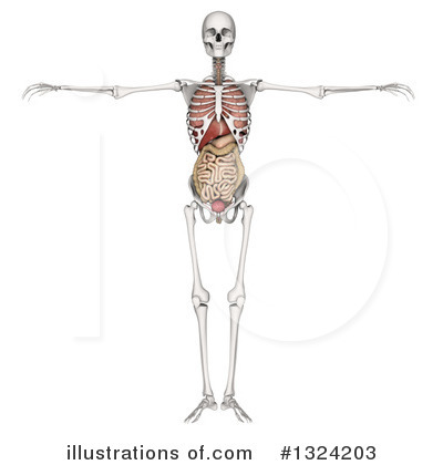 Royalty-Free (RF) Anatomy Clipart Illustration by KJ Pargeter - Stock Sample #1324203