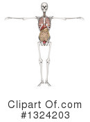 Anatomy Clipart #1324203 by KJ Pargeter