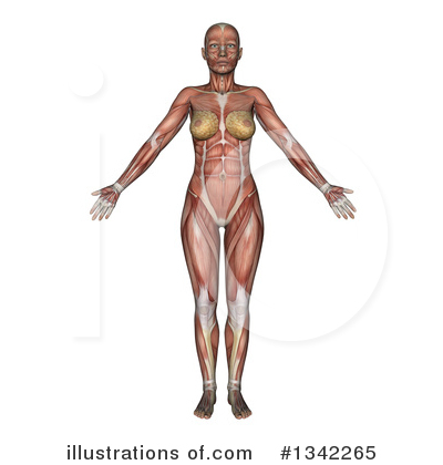 Royalty-Free (RF) Anatomy Clipart Illustration by KJ Pargeter - Stock Sample #1342265