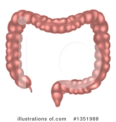 Digestive System Clipart #1351988 by AtStockIllustration