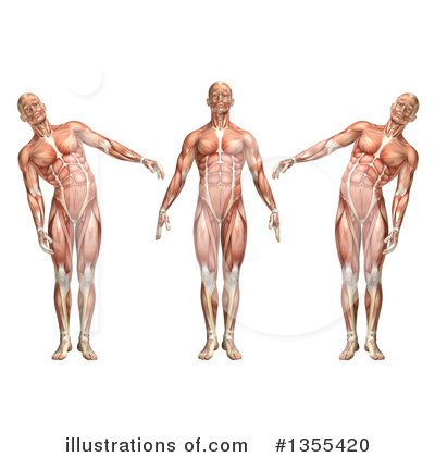 Royalty-Free (RF) Anatomy Clipart Illustration by KJ Pargeter - Stock Sample #1355420