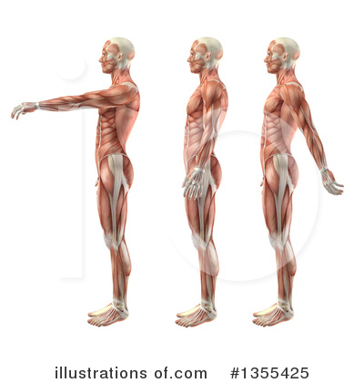 Royalty-Free (RF) Anatomy Clipart Illustration by KJ Pargeter - Stock Sample #1355425