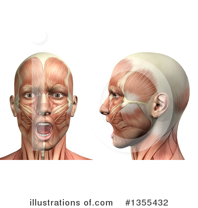 Royalty-Free (RF) Anatomy Clipart Illustration by KJ Pargeter - Stock Sample #1355432
