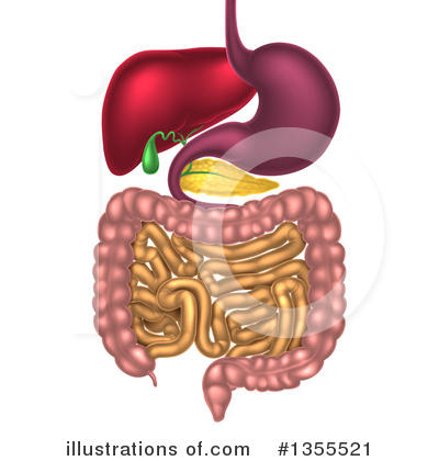Digestion Clipart #1355521 by AtStockIllustration