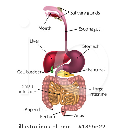 Digestive System Clipart #1355522 by AtStockIllustration