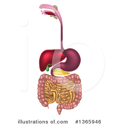 Digestive System Clipart #1365946 by AtStockIllustration