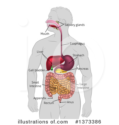 Digestive Tract Clipart #1373386 by AtStockIllustration
