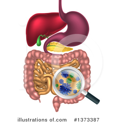 Digestive System Clipart #1373387 by AtStockIllustration