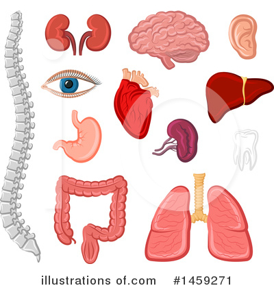 Lungs Clipart #1459271 by Vector Tradition SM
