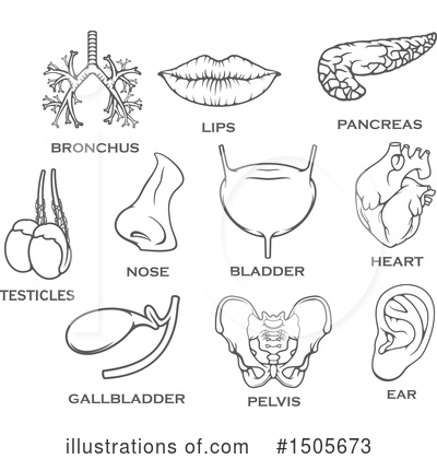 Royalty-Free (RF) Anatomy Clipart Illustration by Vector Tradition SM - Stock Sample #1505673