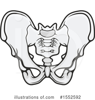 Pelvis Clipart #1552592 by Vector Tradition SM