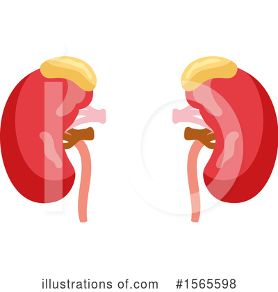 Kidney Clipart #1565598 by Vector Tradition SM