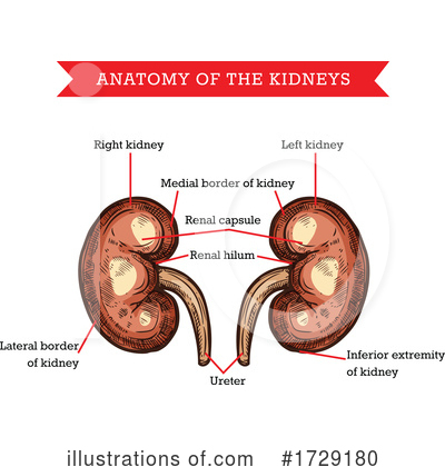 Kidney Clipart #1729180 by Vector Tradition SM